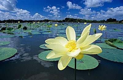 Steam新一周销量榜 《战地5》登顶